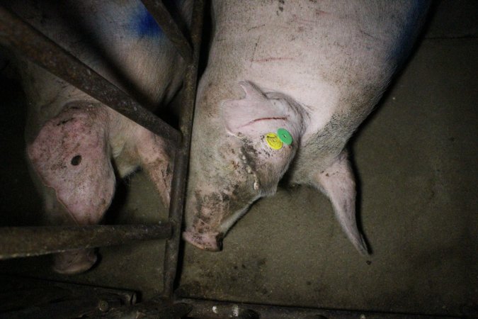 Sow stalls at Wasleys Piggery SA