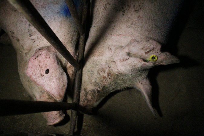 Sow stalls at Wasleys Piggery SA