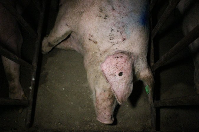 Sow stalls at Wasleys Piggery SA