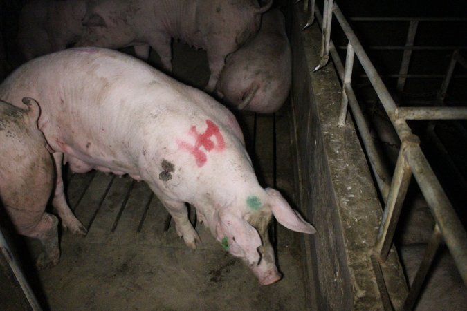 Group sow housing at Sheaoak Piggery SA