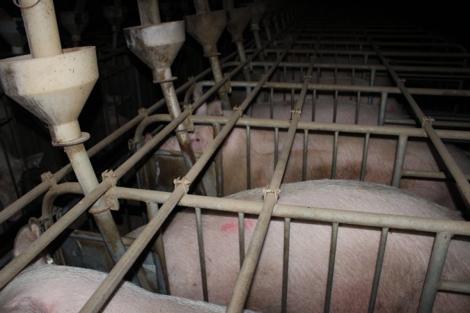 Sow stalls at Willawa Piggery NSW