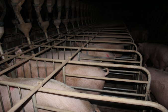 Sow stalls at Willawa Piggery NSW