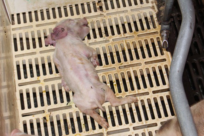 Farrowing crates at Grong Grong Piggery NSW