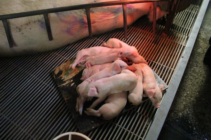 Piglets huddled on wooden board