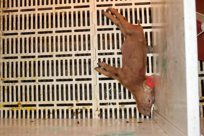 Farrowing crates at Grong Grong Piggery NSW