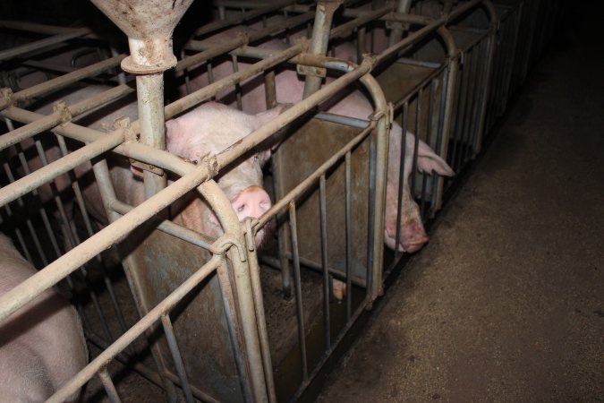 Sow stalls at Willawa Piggery NSW