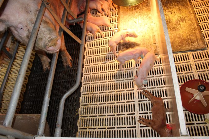 Farrowing crates at Grong Grong Piggery NSW