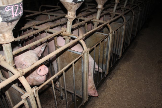 Sow stalls at Willawa Piggery NSW