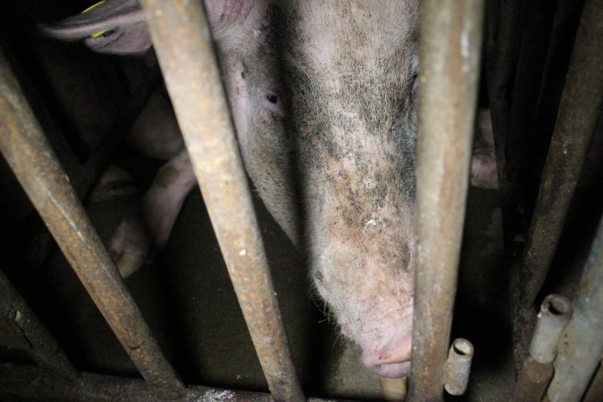 Sow stalls at Wasleys Piggery SA