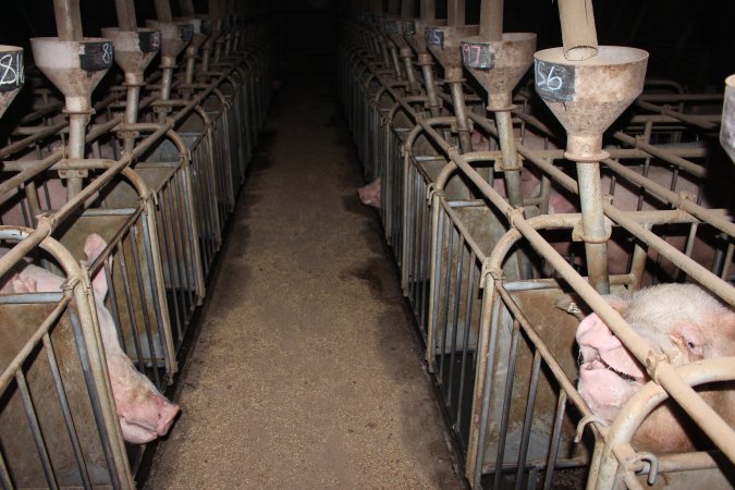 Sow stalls at Willawa Piggery NSW