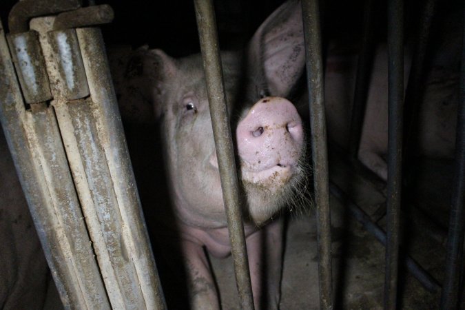 Sow stalls at Sheaoak Piggery SA