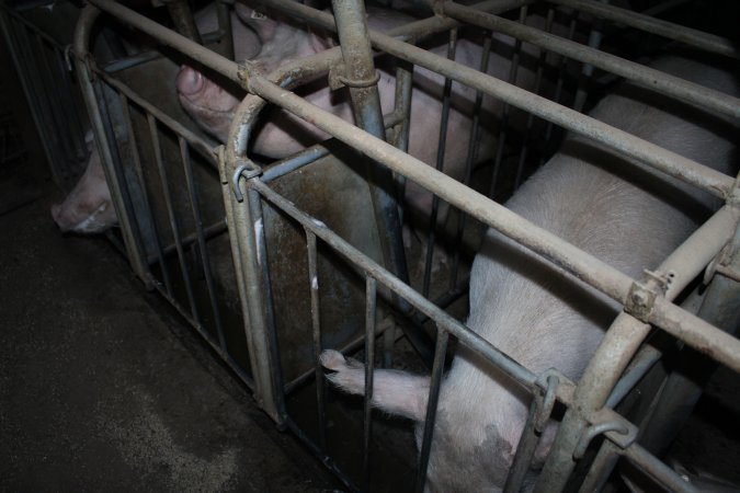 Sow stalls at Willawa Piggery NSW