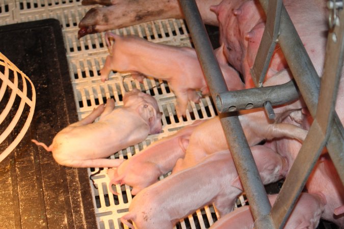 Farrowing crates at Grong Grong Piggery NSW