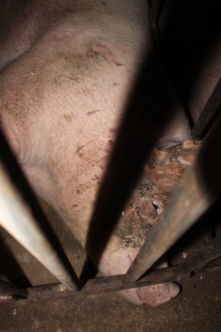 Sow stalls at Wasleys Piggery SA