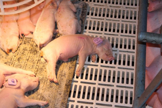 Farrowing crates at Grong Grong Piggery NSW