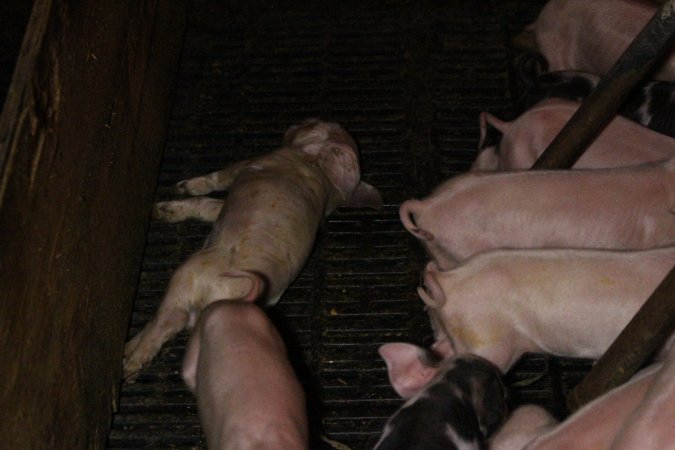 Farrowing crates at Finniss Park Piggery SA