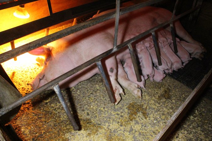 Farrowing crates at Finniss Park Piggery SA