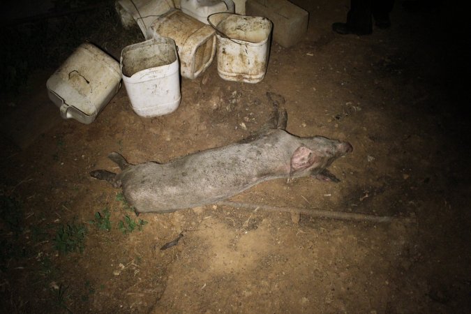 Dead grower pig outside