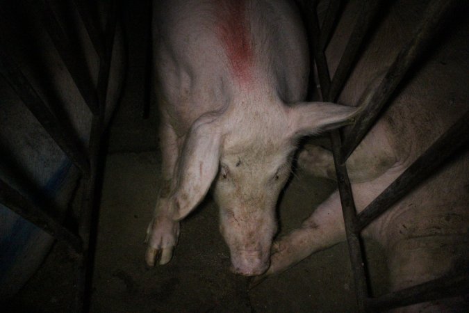 Sow stalls at Wasleys Piggery SA