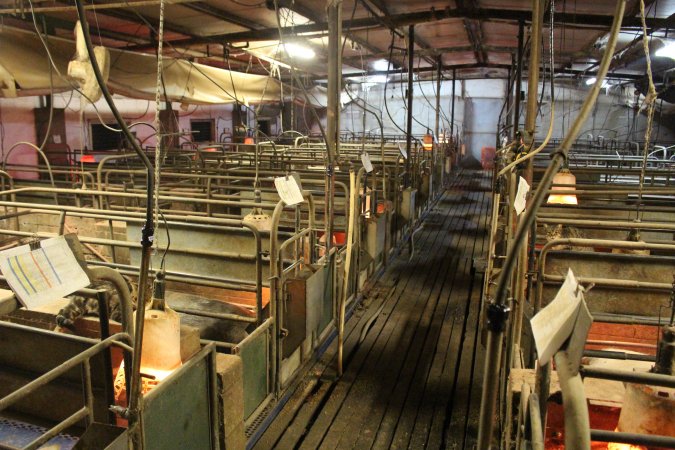 Farrowing crates at Yelmah Piggery SA