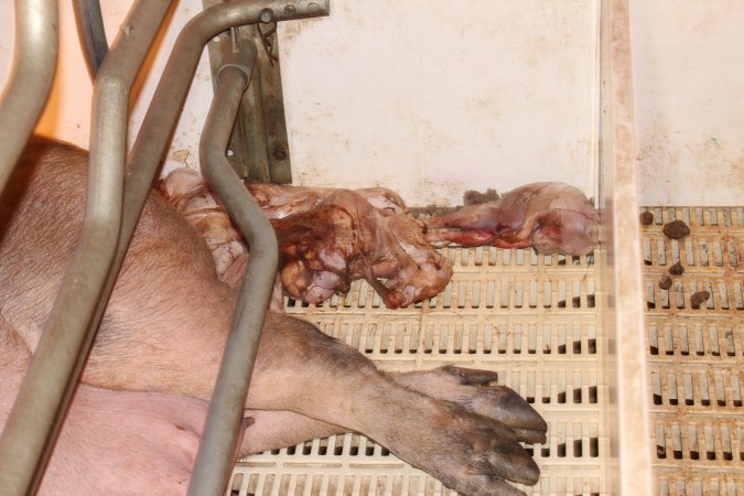 Farrowing crates at Grong Grong Piggery NSW