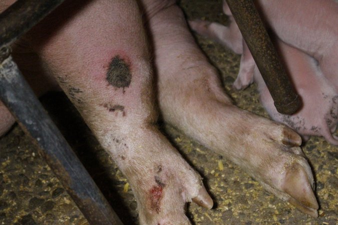 Farrowing crates at Finniss Park Piggery SA