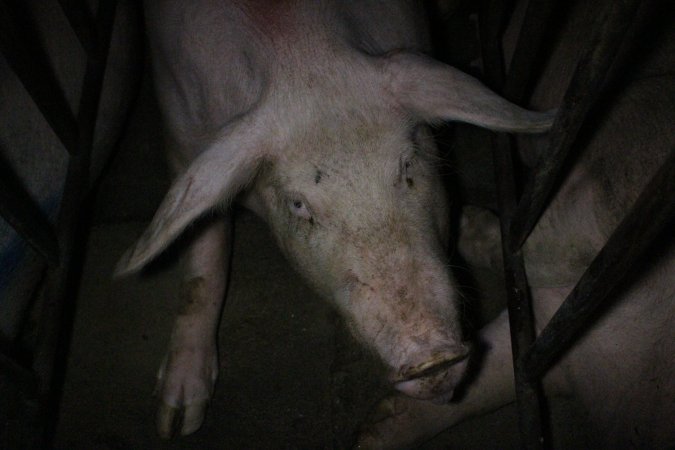 Sow stalls at Wasleys Piggery SA