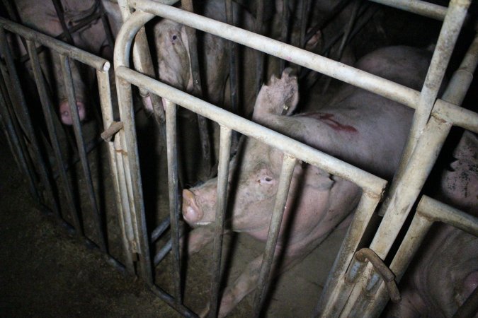 Sow stalls at Sheaoak Piggery SA