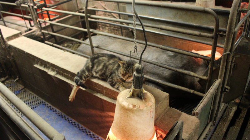 Cat on side of farrowing crate