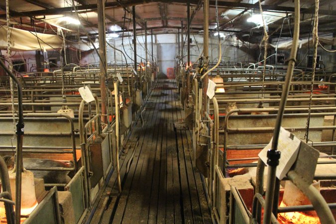 Farrowing crates at Yelmah Piggery SA