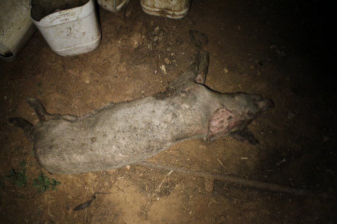 Dead grower pig outside