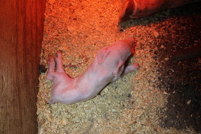 Farrowing crates at Finniss Park Piggery SA