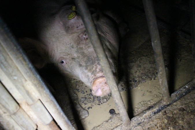 Sow stalls at Sheaoak Piggery SA