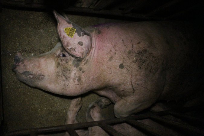 Sow stalls at Wasleys Piggery SA