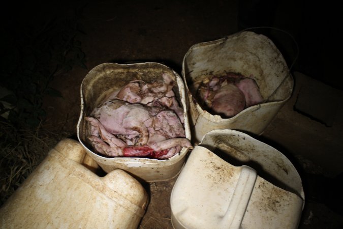 Buckets of dead piglets