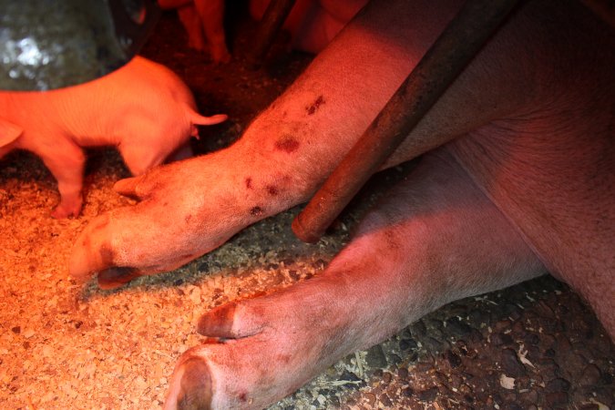 Farrowing crates at Finniss Park Piggery SA