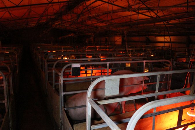 Farrowing crates at Finniss Park Piggery SA