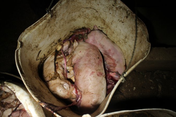 Buckets of dead piglets