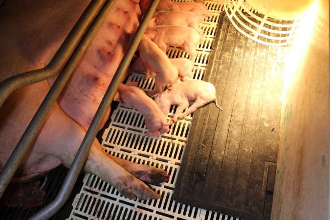 Farrowing crates at Grong Grong Piggery NSW