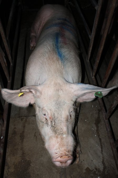 Sow stalls at Wasleys Piggery SA