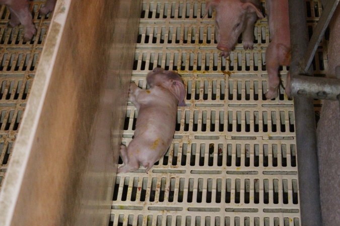 Farrowing crates at Grong Grong Piggery NSW