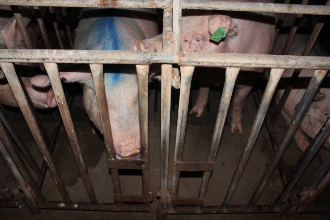 Sow stalls at Wasleys Piggery SA