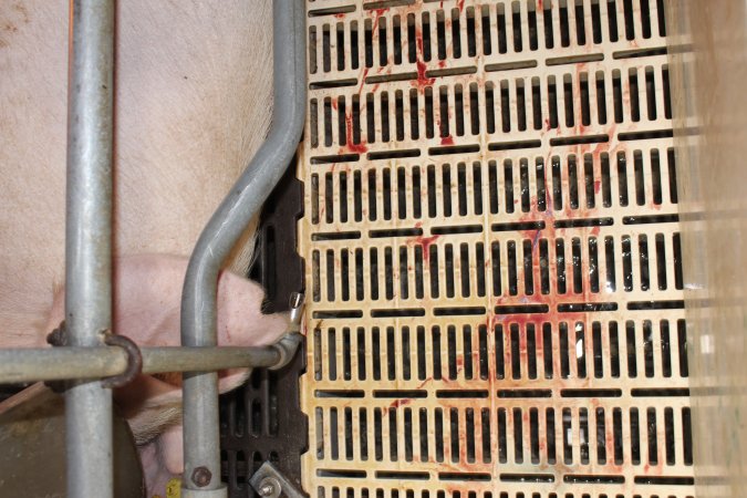 Blood on farrowing crate floor