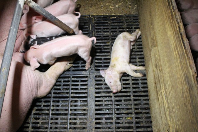 Farrowing crates at Finniss Park Piggery SA