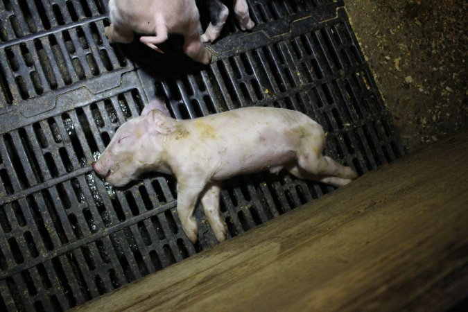 Farrowing crates at Finniss Park Piggery SA