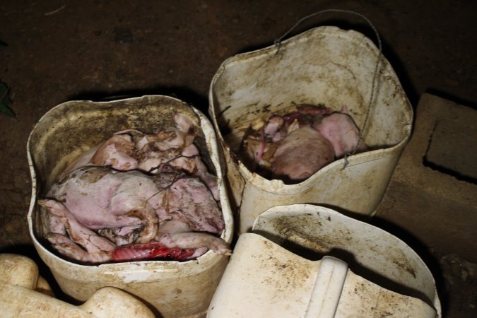 Buckets of dead piglets