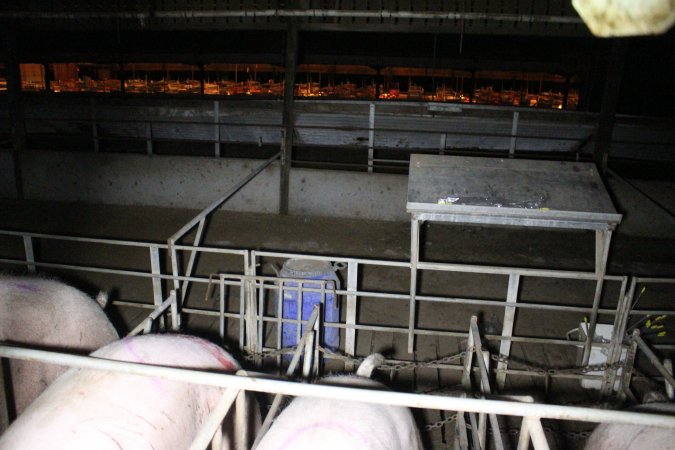 Farrowing shed visible through window of sow stall shed