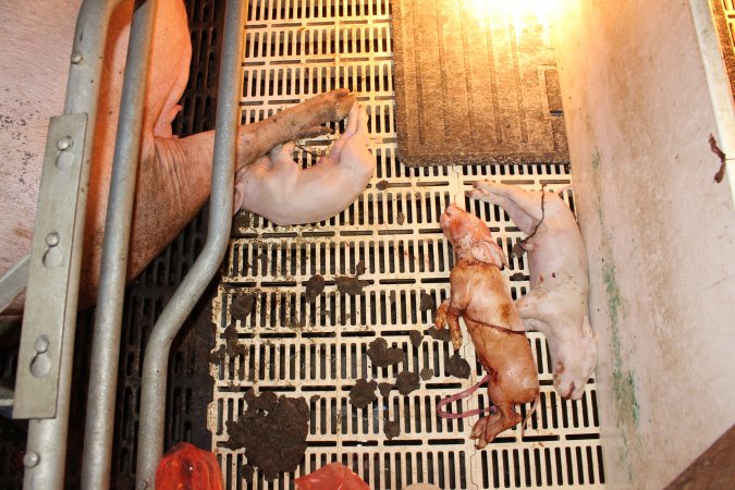 Farrowing crates at Grong Grong Piggery NSW