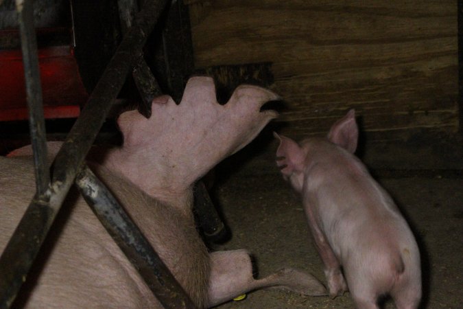 Farrowing crates at Finniss Park Piggery SA