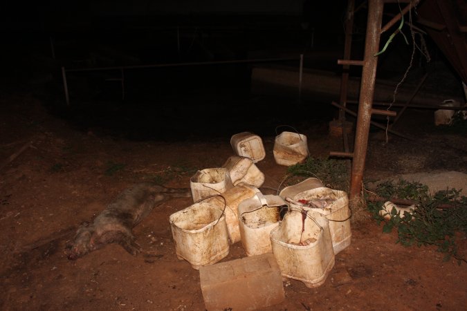 Buckets of dead piglets